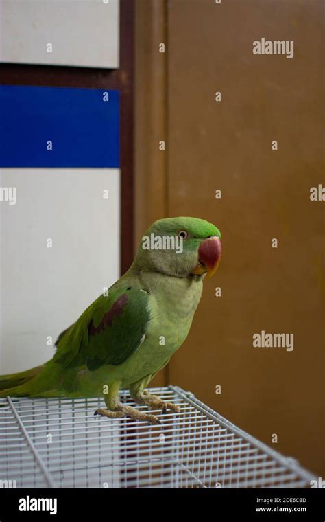 Indian Ringneck Parrot Talking And Playing In The House Stock Photo Alamy