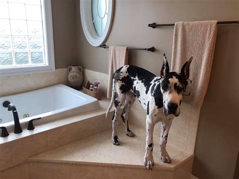 Otis The Harlequin Great Dane Clearly Ready For His Bath Time 6 Months