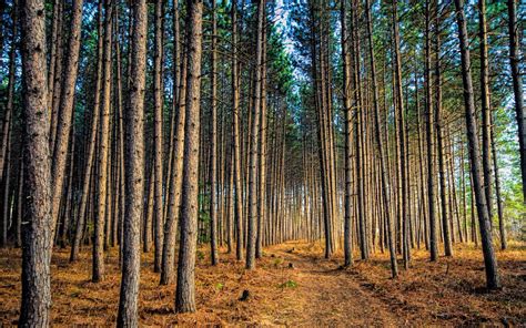 Pine Forest Wallpapers Top Free Pine Forest Backgrounds Wallpaperaccess