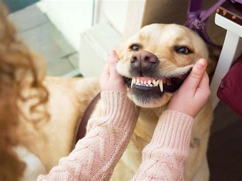 How To Care For Your Dogs Teeth