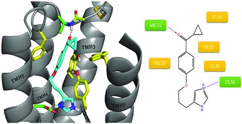 Binding Mode Of Ciproxifan Within The Histamine H Receptor The Amino