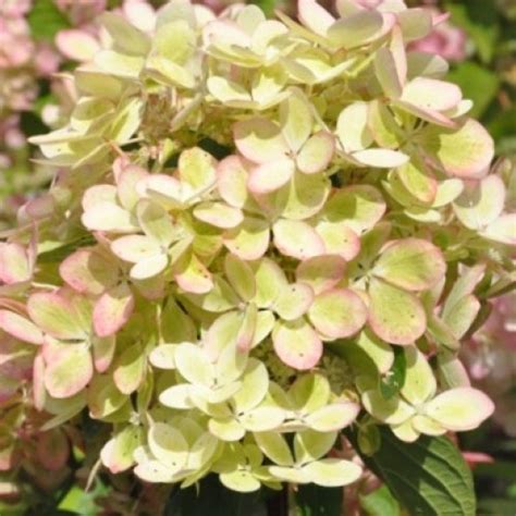 Гортензия Пастель Грин. Купить гортензию метельчатую Pastelgreen в ...