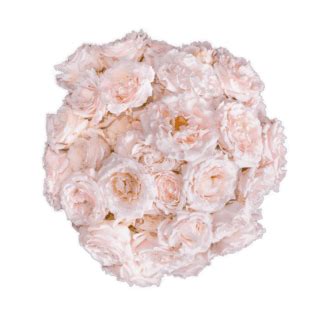 Wedding Rosever Alma Spray Roses