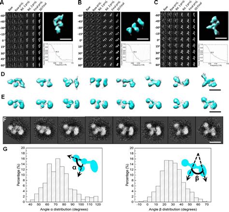 Molecular Architecture Of Contactin Associated Protein Like Cntnap