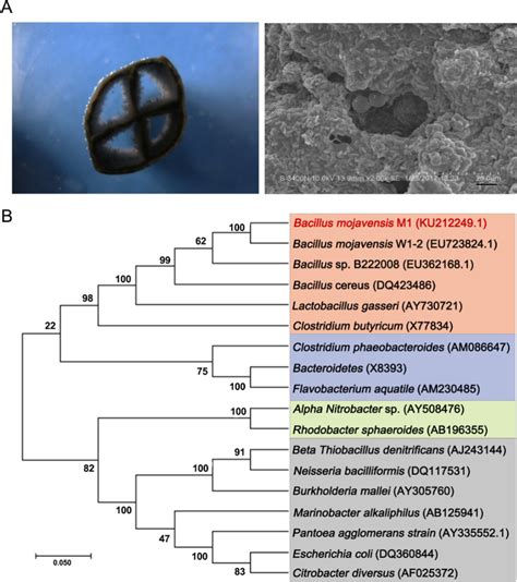 Isolation And Identification Of Biofilm Forming Strain M A