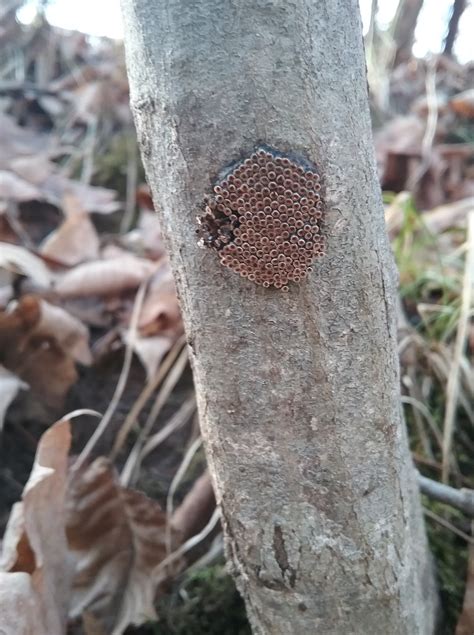 What in the world is that!???? If you ever see a strange cluster of