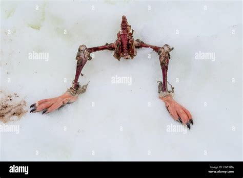 Penguin skeleton hi-res stock photography and images - Alamy
