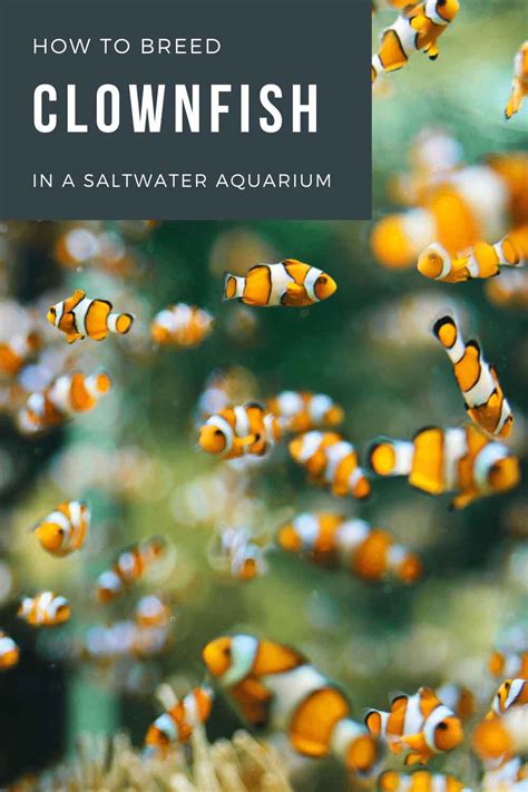 Definitive guide to breeding clownfish: how to, hatching eggs & more