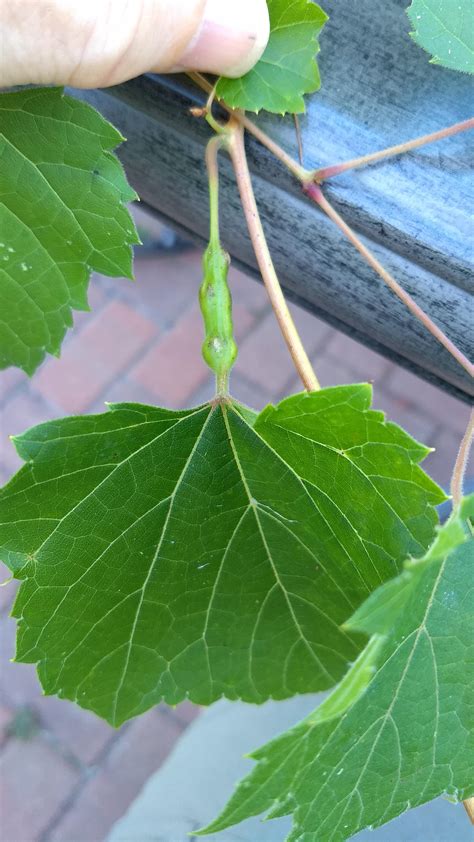 Vitis riparia (Riverbank Grape) with odd growth. : plantclinic