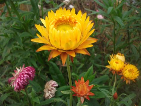 The Herb Hound: HELICHRYSUM