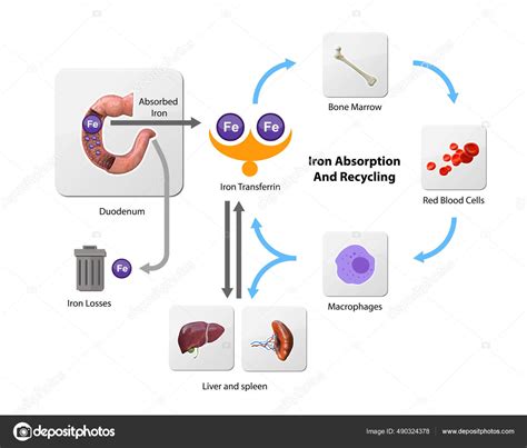 Metabolismo Del Hierro H Gado Intestino Bazo Circulaci N Reciclaje