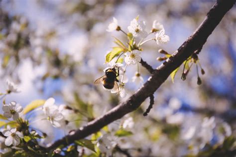 20 trees for the bees this World Honey Bee Day - Greenpop