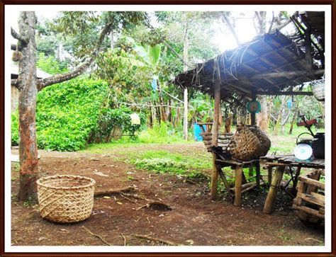 Virgo Farm: Durian Farm in Davao City | Virgo Farm 812