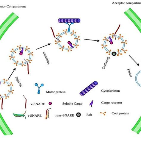 Hops And Corvet Mediate Specific Membrane Fusion Events At The Vacuole