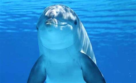 Lonely Sexually Frustrated Dolphin Behind Attacks On Swimmers In Japan