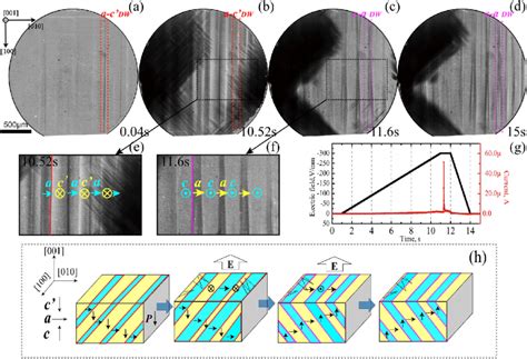 Instantaneous images of domain patterns during polarization reversal ... 