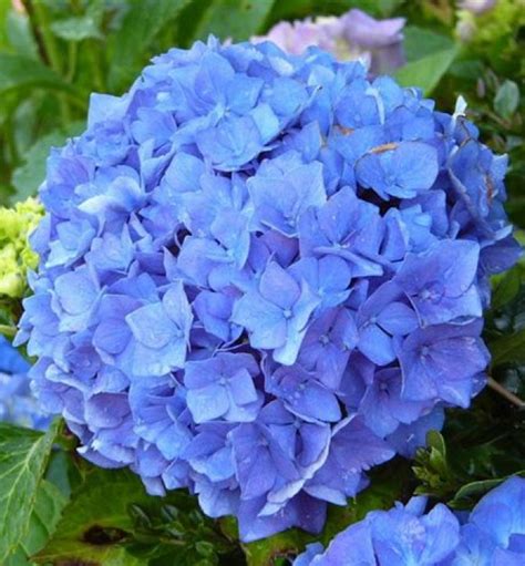 Hortenzie velkolistá ´EARLY BLUE´ 20-30 cm, kont. 1,4 l | E-shop ...