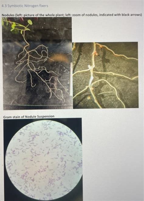 Solved 1 Describe The Morphology Of The Crushed Nodules Chegg