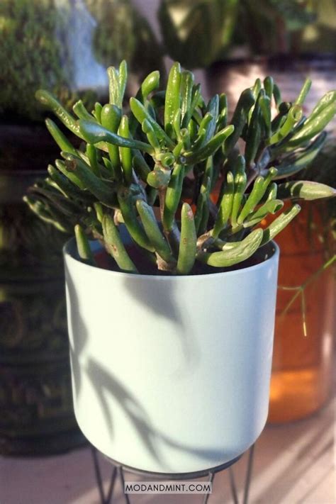 Shrek Ear Succulent Care Grow A Crassula Gollum Jade Plant