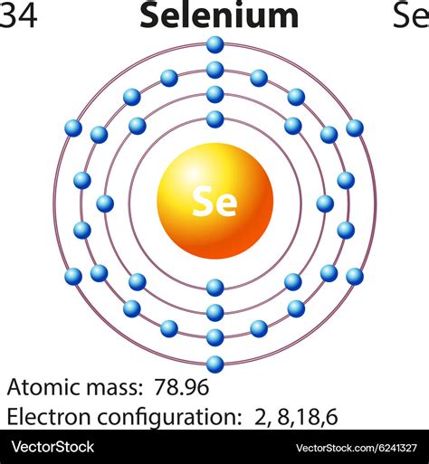 Symbol And Electron Diagram For Selenium Vector Image