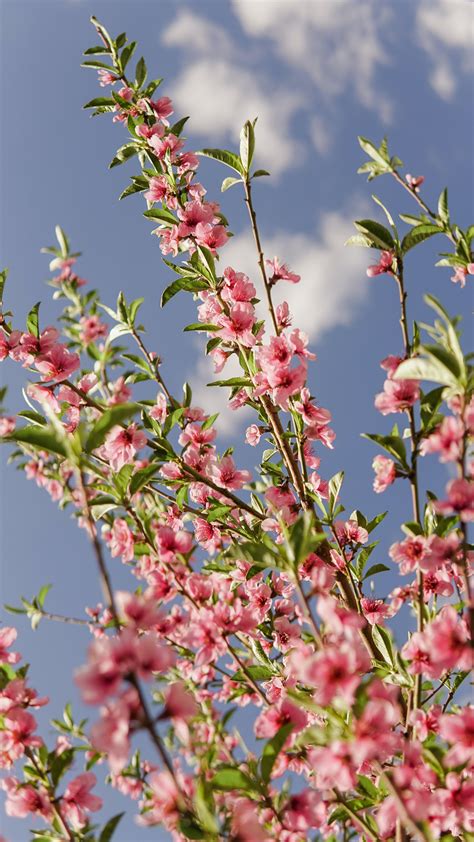 Pink Cherry Blossom Tree · Free Stock Photo