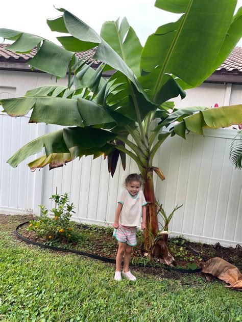 Dwarf Cavendish Banana Trees (Musa acuminata) – FastGrowingTrees.com