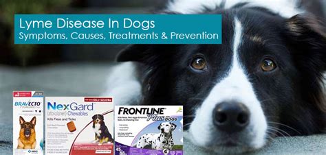 Lyme Disease In Dogs – Symptoms, Causes, Treatments And Prevention