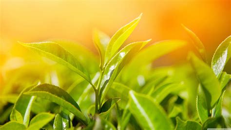 Wallpaper Sunlight Nature Closeup Green Yellow Dew Leaf Flower