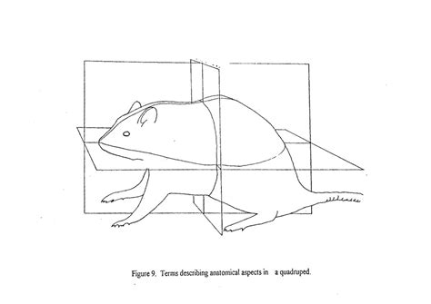 Rat Anatomy Diagram - Anatomy Reading Source