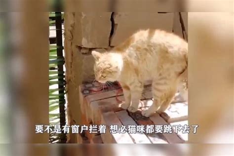 两只肥猫打架，打五秒休息十秒，猫毛满天飞，看一次笑一次