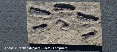 Dinosaur Tracker Museum - Laetoli Footprints