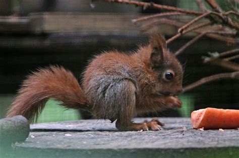 CFZ: Daily News: Baby red squirrels at Wildwood