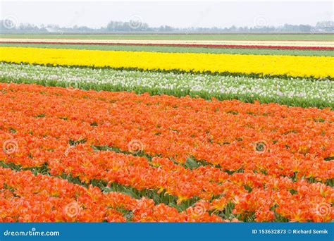 Tulip field, Netherlands stock image. Image of locations - 153632873