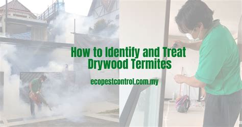 How To Identify And Treat Drywood Termites 2025