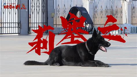 功勋犬来啦丨搜毒战士莉塞之 新华网