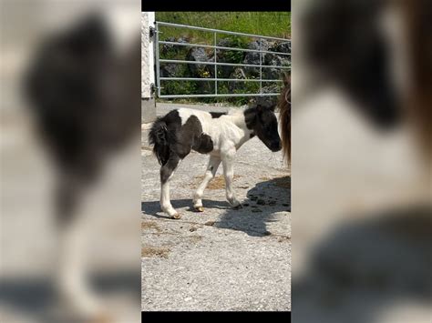 Appaloosa Jument 1 Année 85 cm Pinto in Traunkirchen