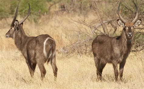 The Waterbuck: What Are They and Where to Find Them?