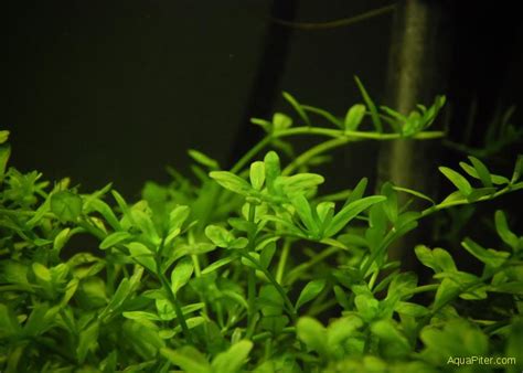 Ротала индийская зеленая (Rotala indica "Green") | Интернет-магазин ...