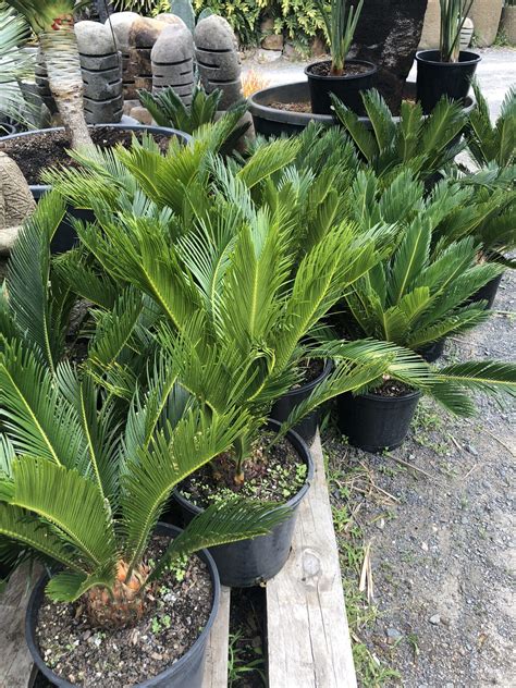 Sago Palm Cycad Bamboo South Coast