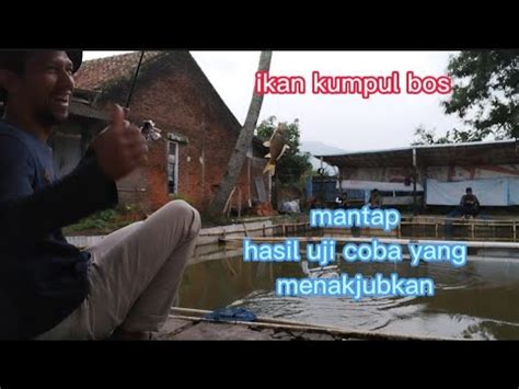 Mancing Ikan Mas Umpan Esen Uji Coba Hasilnya Memuaskan Video Youtube