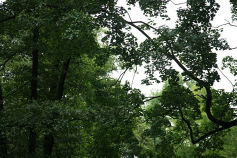 Free Images Tree Nature Branch Sunlight Leaf Flower Green