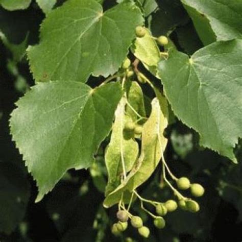 Small Leaved Lime 40 60cm Bare Root Tilia Cordata ScotPlants Direct UK