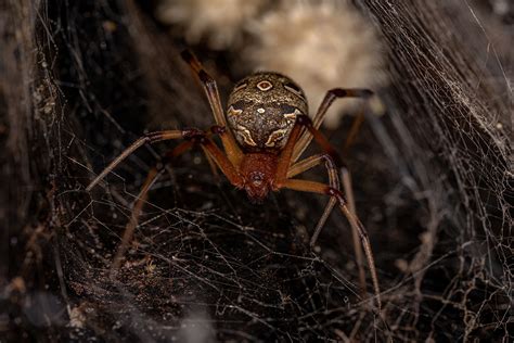 5 Most Venomous Spiders In Florida Worldatlas