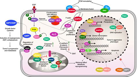 Frontiers Moonlight Functions Of Glycolytic Enzymes In Cancer