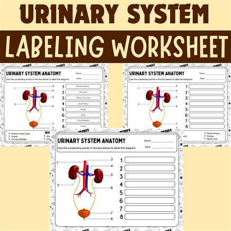 Human Urinary System Activities - Labeling Worksheets Resources for