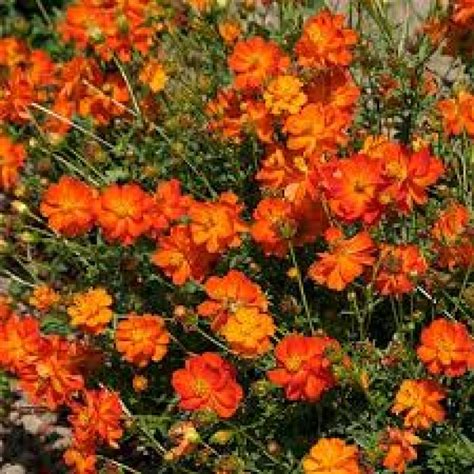 Buy Cosmos Seeds Bright Light Orange Online Best Price Plantsguru