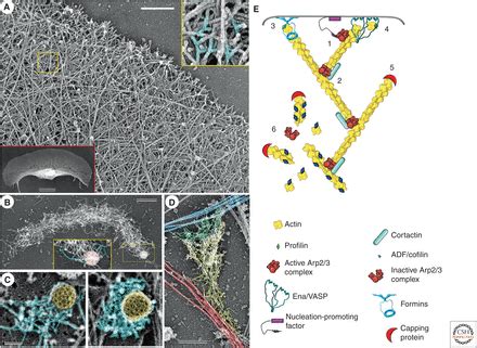 The Actin Cytoskeleton And Actin Based Motility