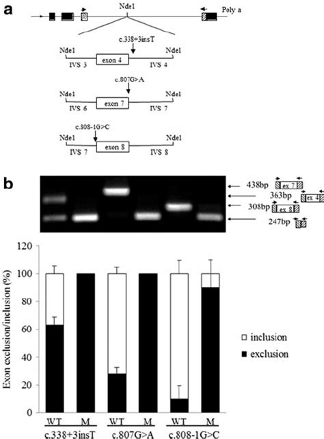 pTB minigene splicing assay. (a) Representation of the three hybrid ... 