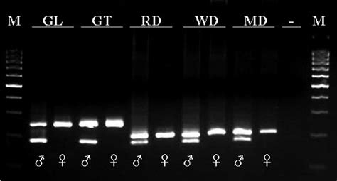 A Gel Electrophoresis Of Sex Specific Multiple Pcr Products For Sex Download Scientific Diagram