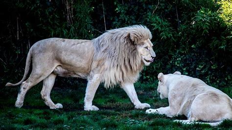 Top Imagen Leones Blancos En Peligro De Extincion Abzlocal Mx